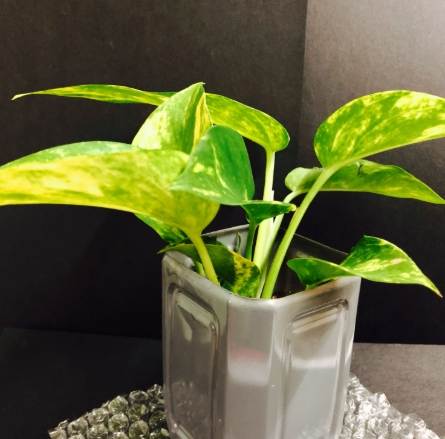 萬年青養護方法