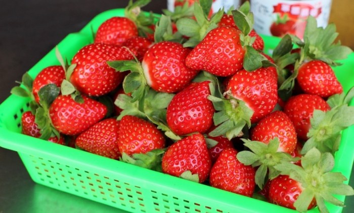 新竹草莓園比較 新竹草莓園比較