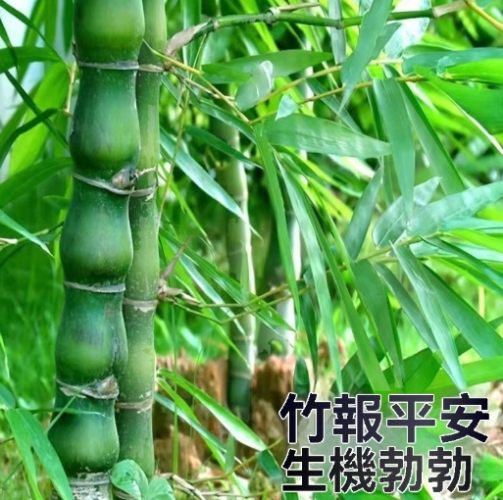 竹子栽培技巧 竹子栽培技巧