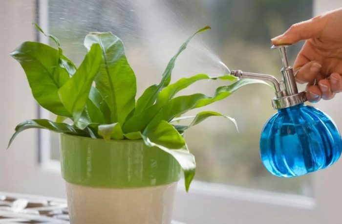 植物澆水頻率 植物澆水頻率