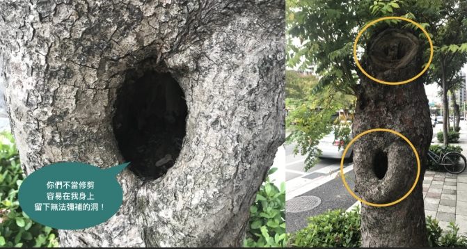 树木死亡症状 树木死亡症状