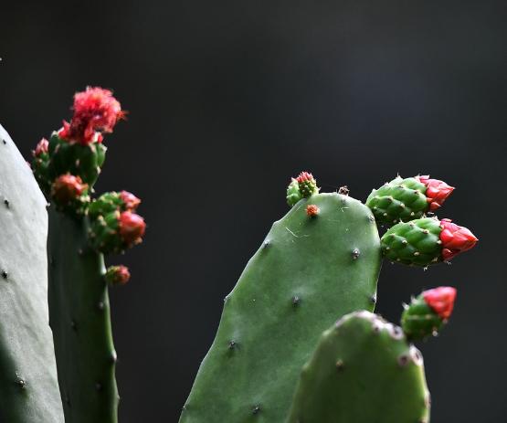 仙人掌黑斑治療 仙人掌黑斑治療
