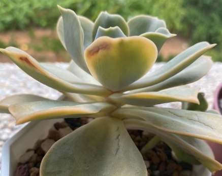 多肉植物葉片變黑