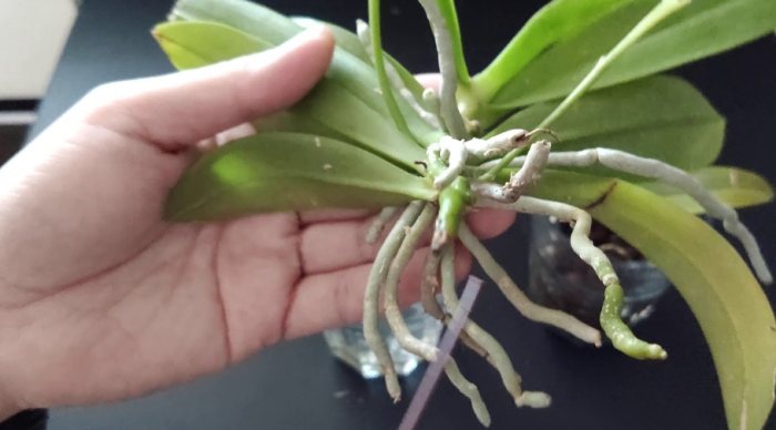 蘭花繁殖方法 蘭花繁殖方法