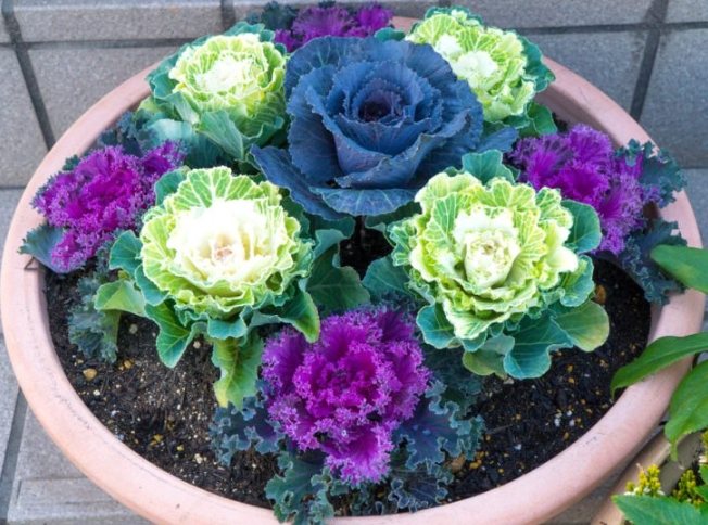 葉牡丹養護技巧