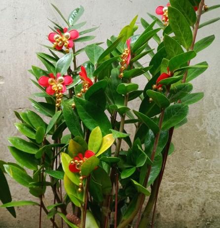 金錢樹球根照顧