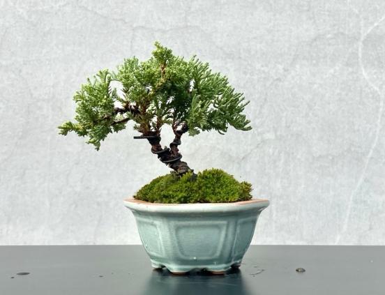 珍珠柏盆栽養護