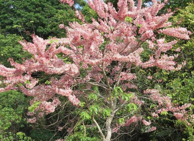 台灣開花樹種 台灣開花樹種