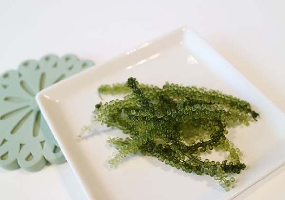 海葡萄 台灣 攜帶