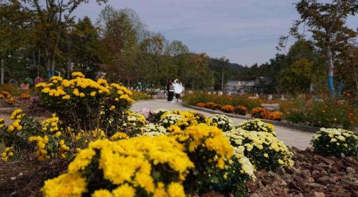 菊花種植方法 菊花種植方法