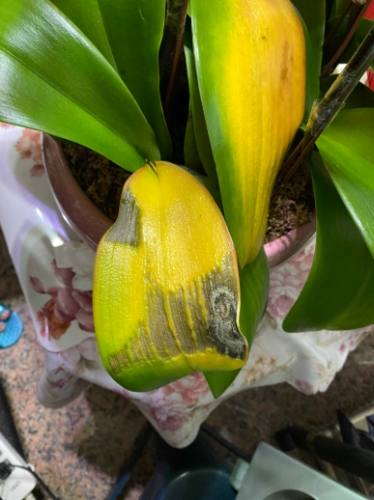 福木葉子變黃處理