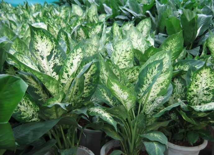 萬年青養護方法