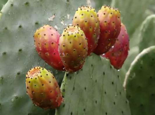 仙人掌黑斑原因 仙人掌黑斑原因