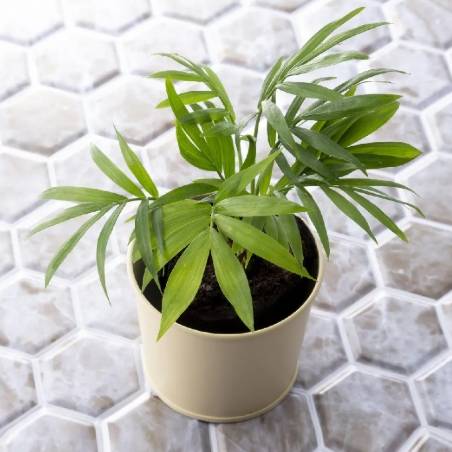 袖珍椰子病虫害