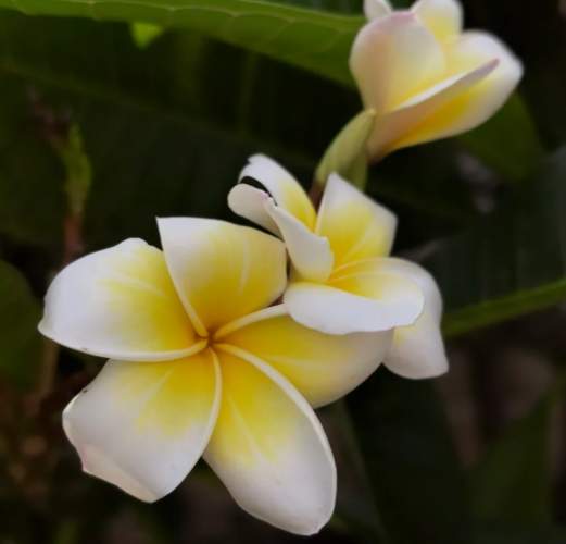 雞蛋花長高方法