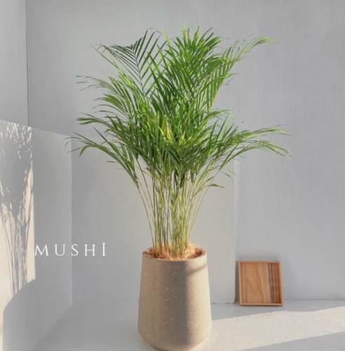 黃椰子盆栽選購