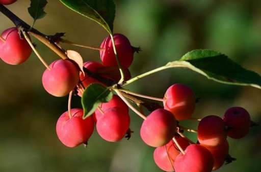 海棠果營養價值 海棠果營養價值