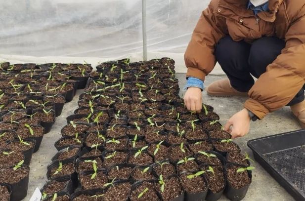 移植植物枯萎原因 移植植物枯萎原因