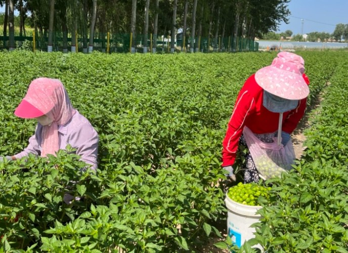 阳台种辣椒注意事项 阳台种辣椒注意事项
