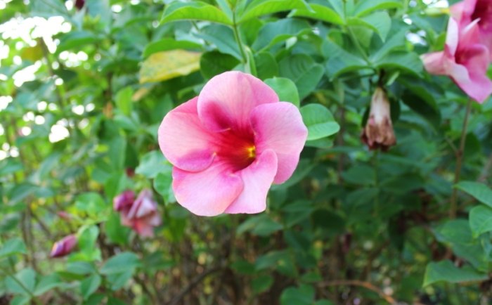 五瓣花圖鑑 五瓣花圖鑑