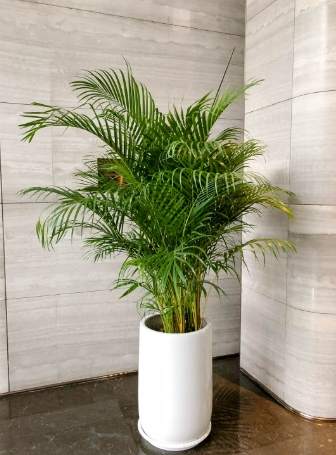 黃金椰子樹種植 黃金椰子樹種植