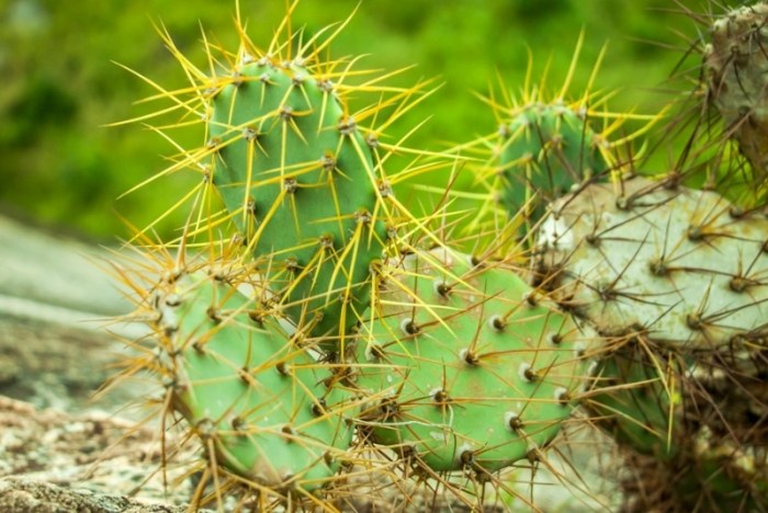 仙人掌變黃原因 仙人掌變黃原因