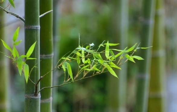 庭院竹子缺點 庭院竹子缺點