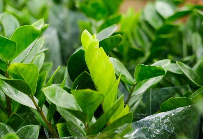 金錢樹怎麼照顧