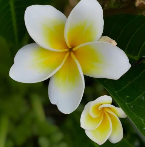 雞蛋花修剪技巧