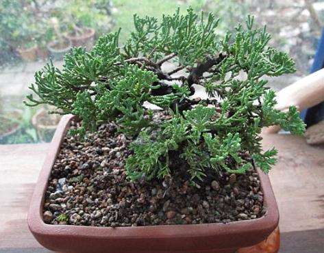 珍珠柏施肥方法 珍珠柏施肥方法