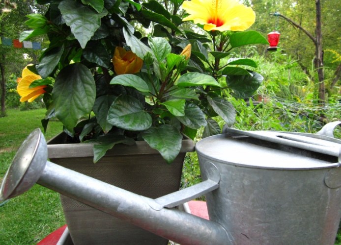 盆栽澆水技巧 盆栽澆水技巧