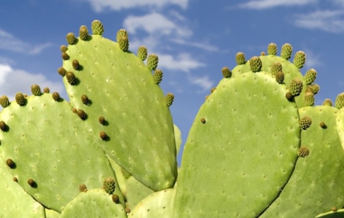 仙人掌养护技巧 仙人掌养护技巧