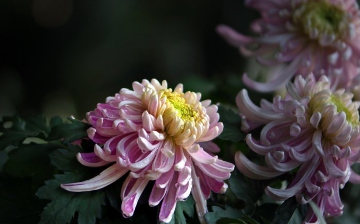 菊花種植方法 菊花種植方法