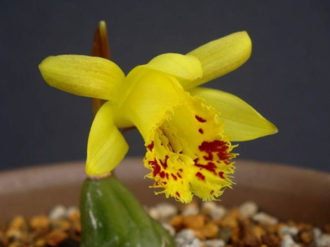 蘭花營養液推薦 蘭花營養液推薦