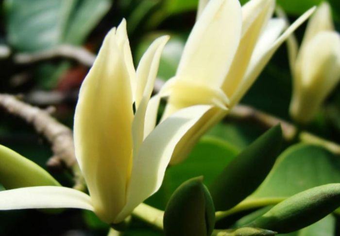 白玉蘭葉精油功效