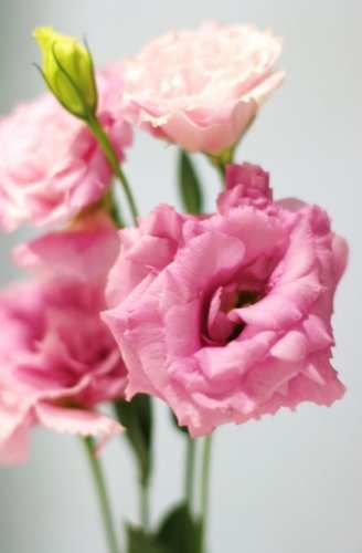 洋桔梗象徵意義