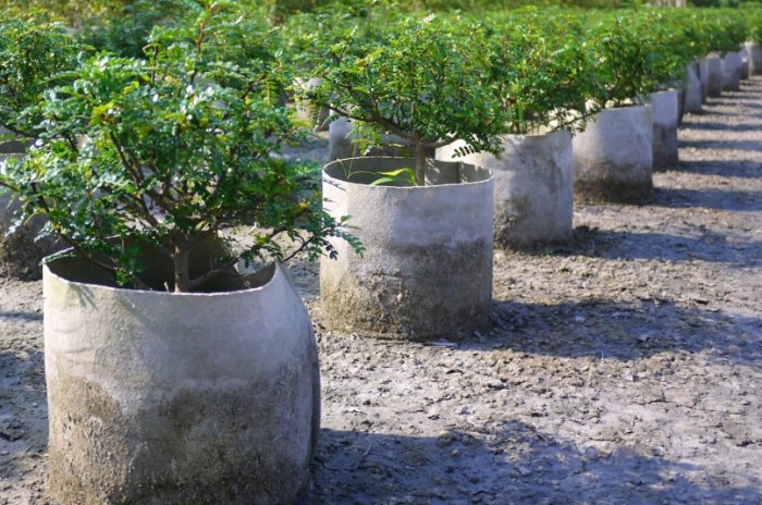 移植植物枯萎原因 移植植物枯萎原因