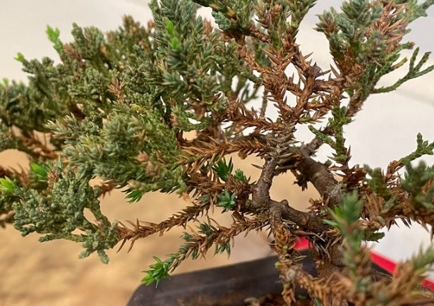 珍珠柏盆景寿命 珍珠柏盆景寿命