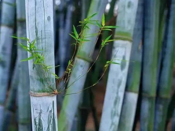 竹子養護方法 竹子養護方法