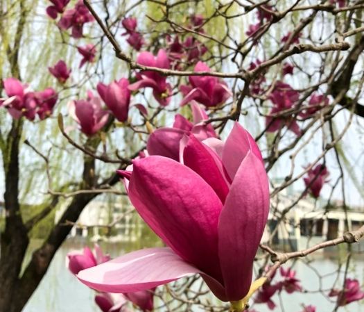 玉蘭花常見問題