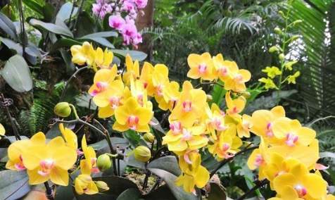 植物人格特质 植物人格特质