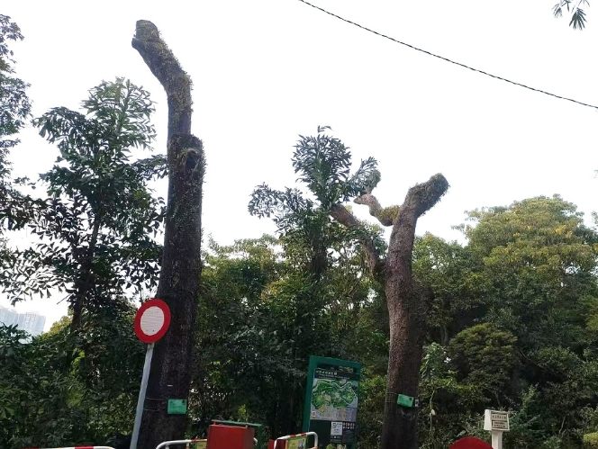 枯樹危險 枯樹危險