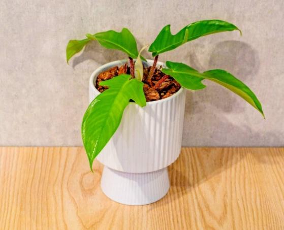 龍爪蔓綠絨室內照顧