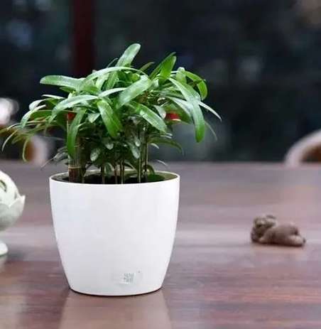 自动浇水花盆问题