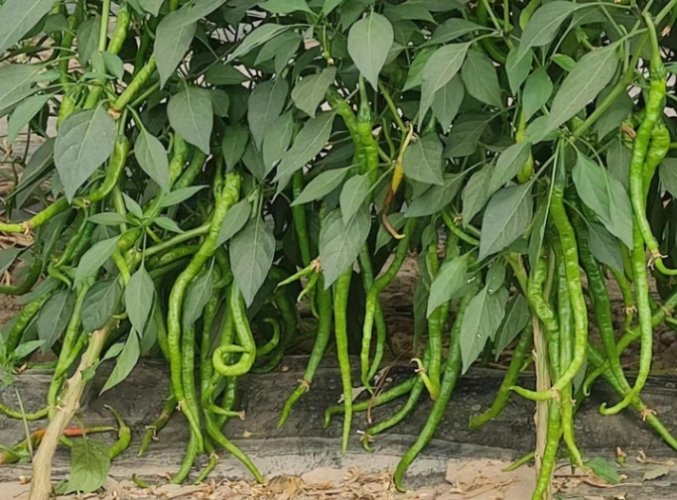 台湾辣椒种植 台湾辣椒种植