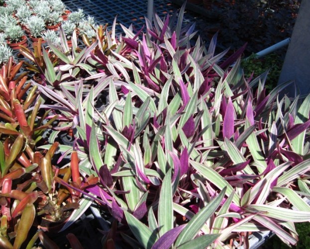 蚌蘭料理 蚌蘭料理