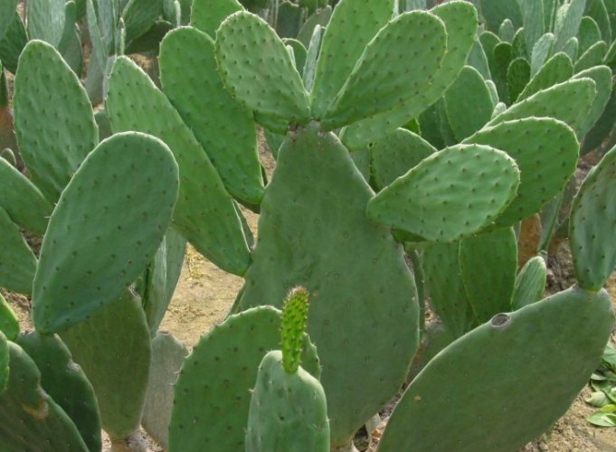仙人掌病害防治 仙人掌病害防治