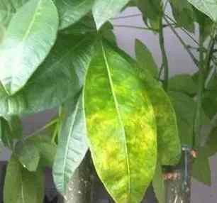 葉子尖端變黃原因