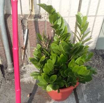 金璽美鐵芋養護 金璽美鐵芋養護