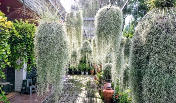 松蘿綁紮技巧 松蘿綁紮技巧